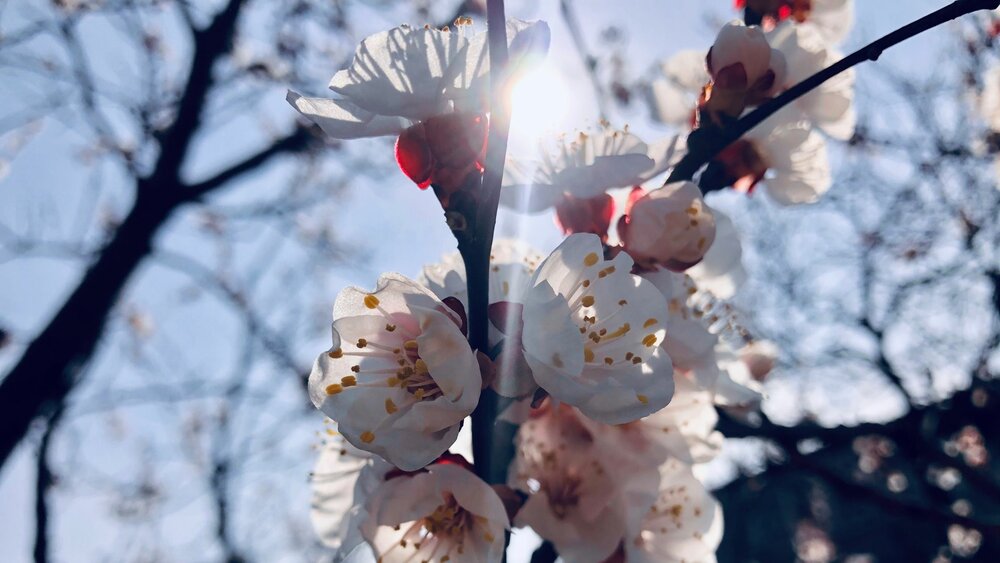 Honoring Loved Ones as Spring Blossoms: Meaningful Ways to Remember and Reflect at the End of April